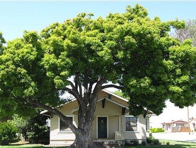 Trước nhà có cây to chắn lối hoặc cây khô